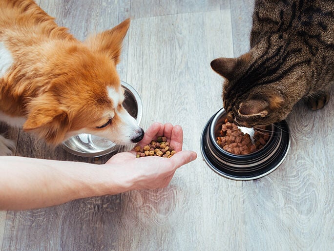A cat and dog eating beside one another