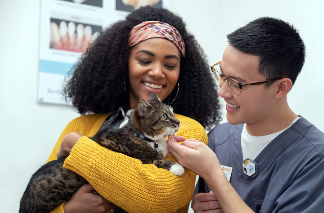 A cat being held by its owner in an exam