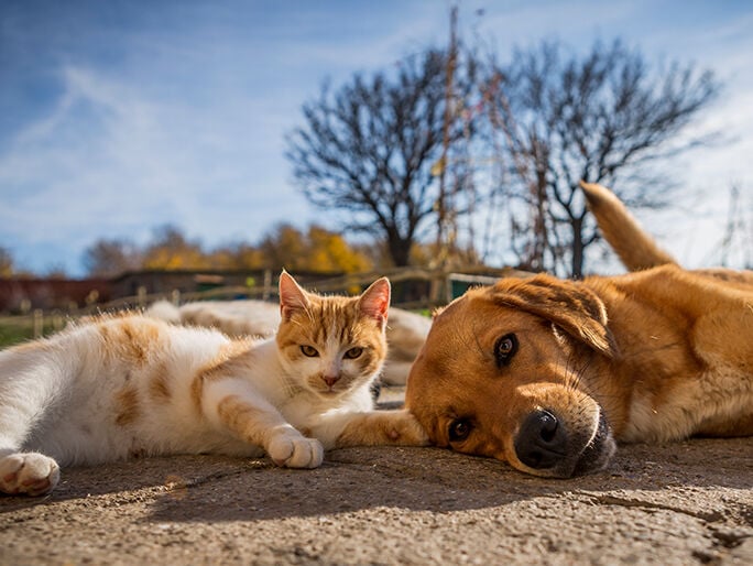 A cat and dog sunbathing next to each other