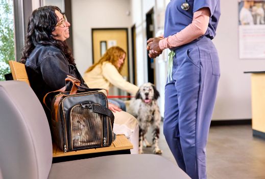 A cat in a carrier being taken to their owner