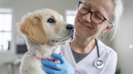 A white dog being patient while being examined