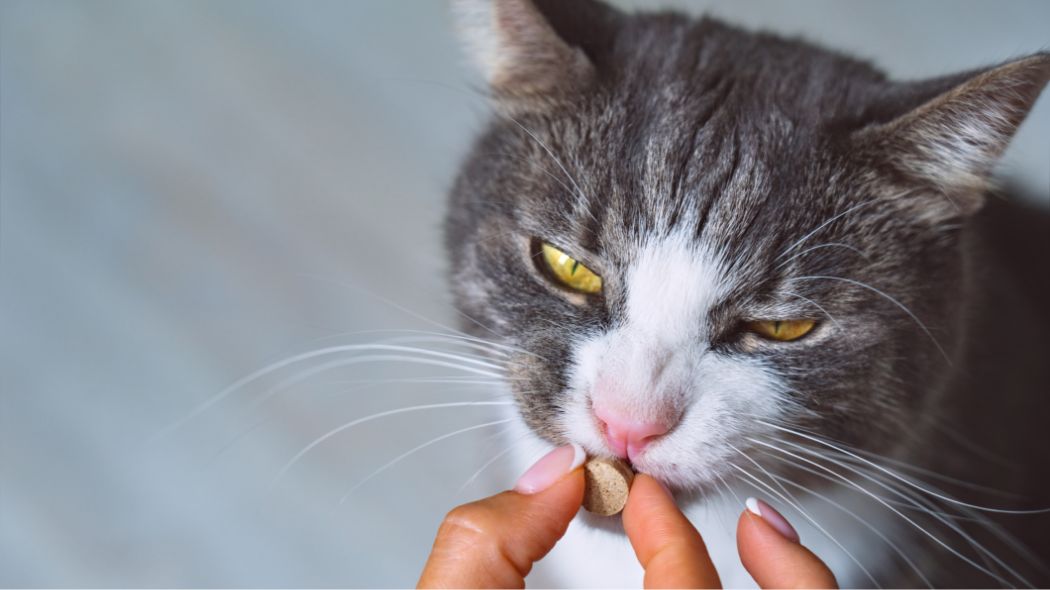 A white and gray cat eating a treat