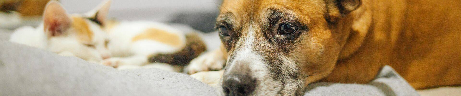 A tired dog looking at the ground