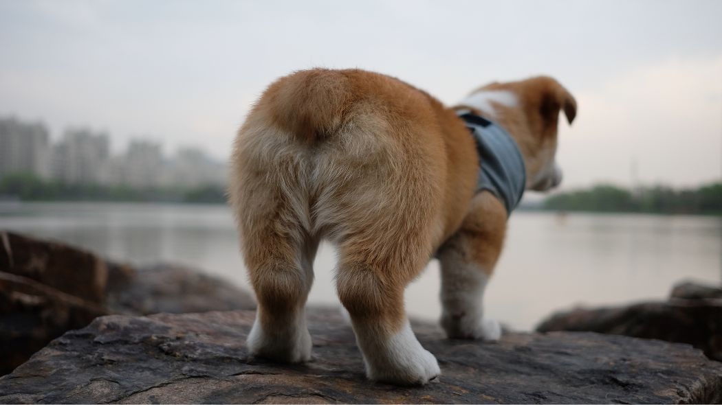 A corgi looking into the distance