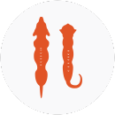 Illustration of a cat and dog with very thin body weights