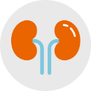 Illustration of kidneys