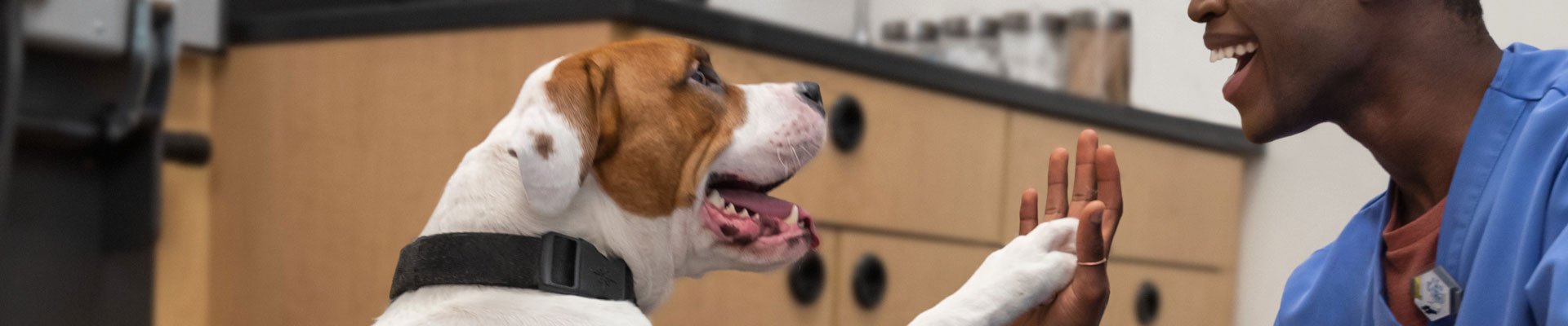 Veterinarian smiling at a dog during a routine exam at Banfield