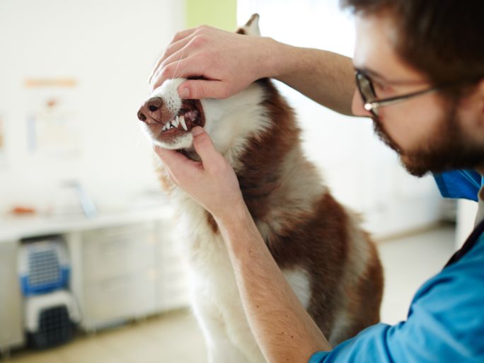 A vet examining a dog's teeth