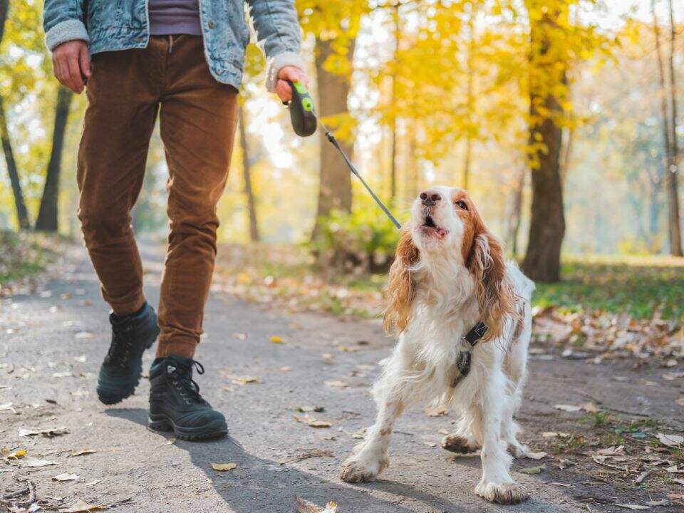 cocker spaniel howls and pulls on leash