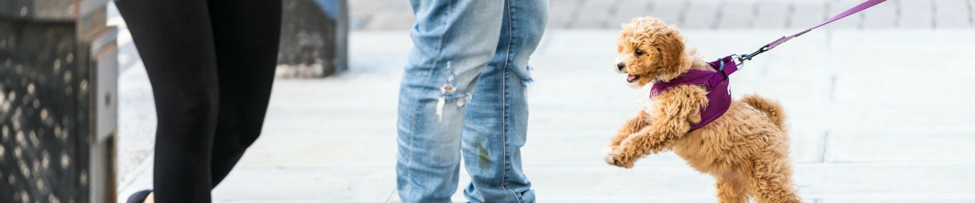 fluffy dog pulling on leash