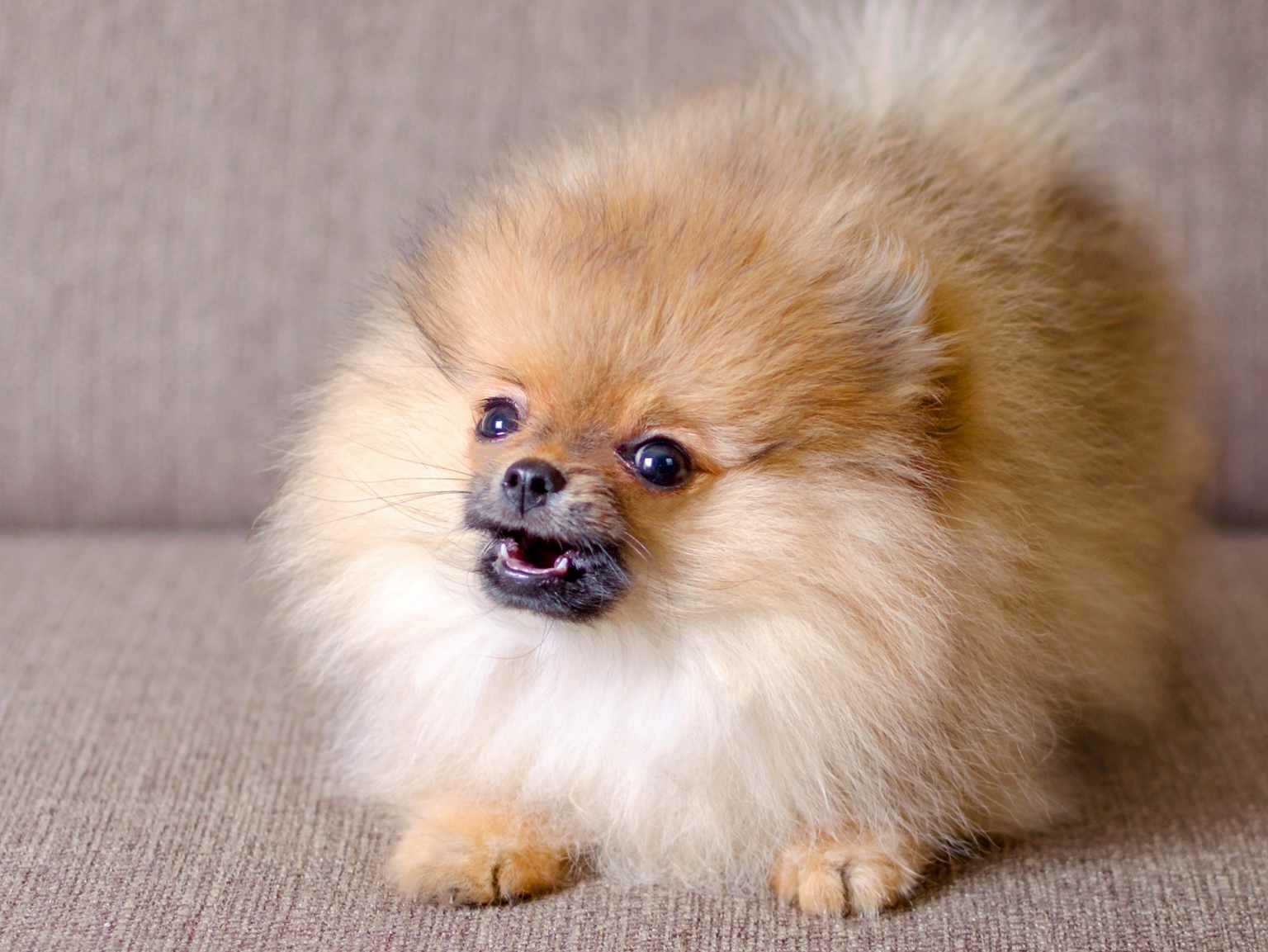 fluffy small dog