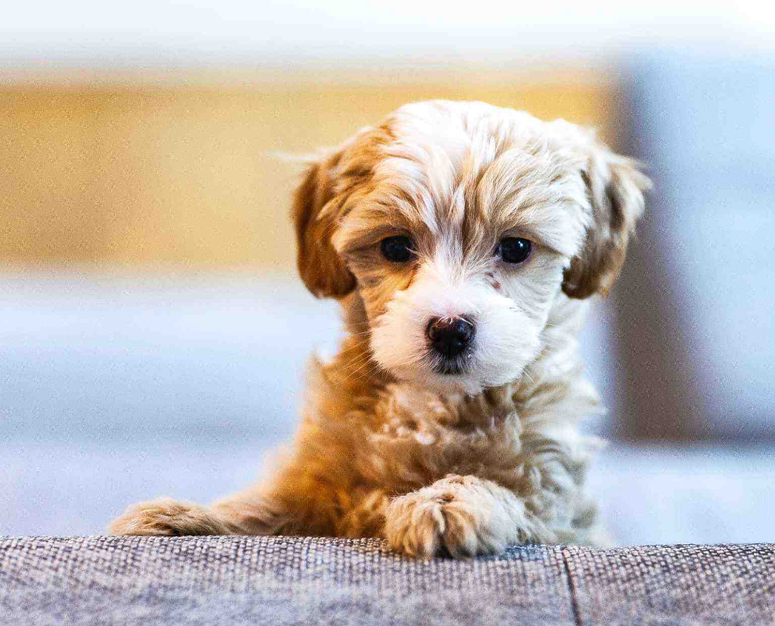fluffy puppy looks sad