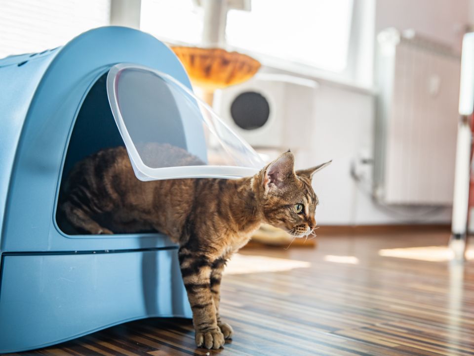 cat exits covered litter box