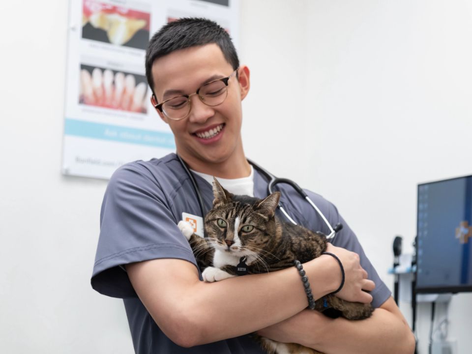 man veterinarian holds cat