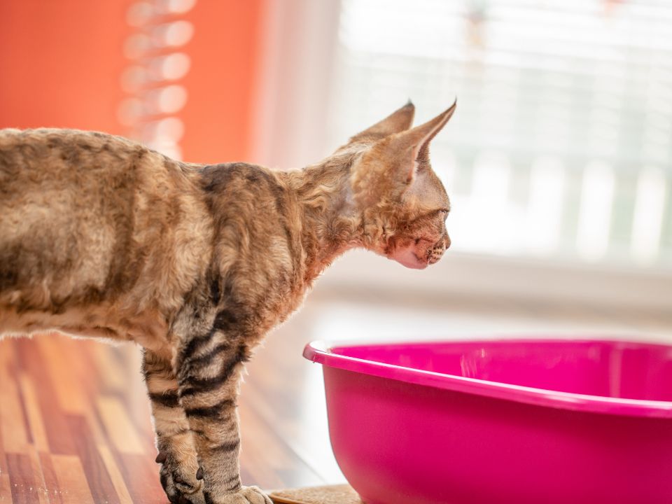 brown cat inspects pink litter box