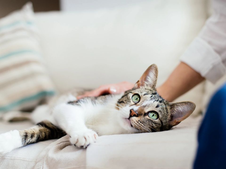 woman pets cat resting couch