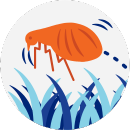 Illustration of a flea in pet hair