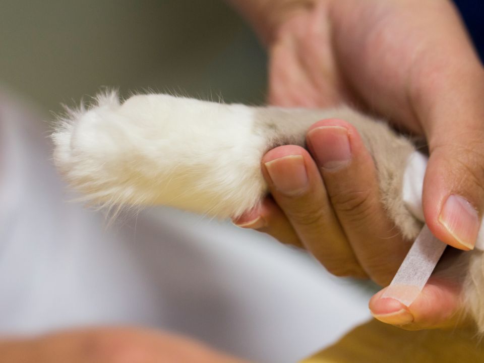 hands holds cat paw