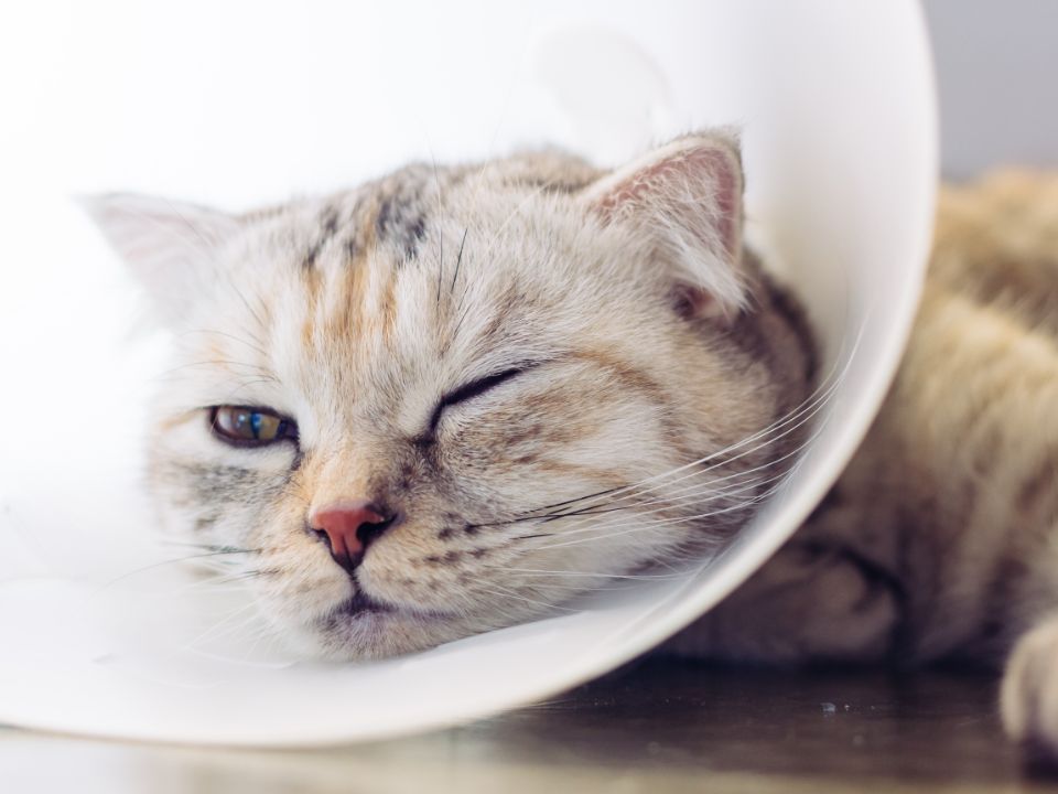 black cat eats bowl illustration