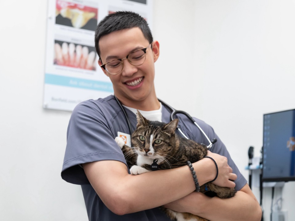 man veterinarian holds cat