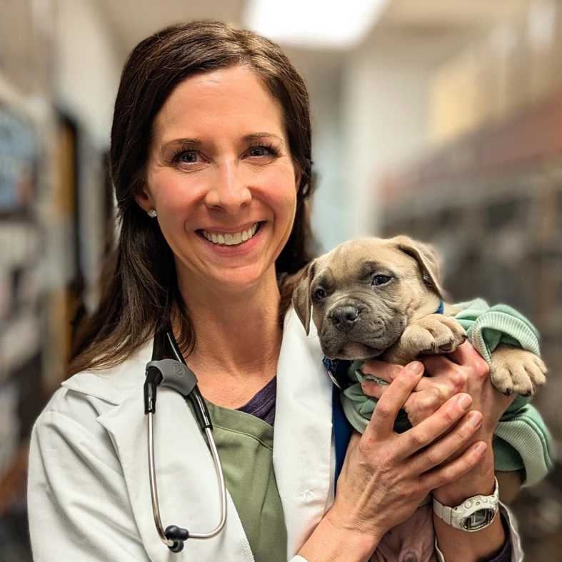 Profile picture of Stephanie Brownfield, DVM, cVMA, Veterinarian