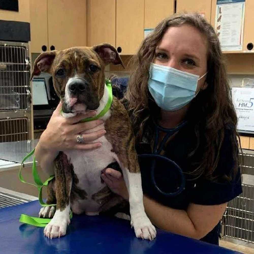 Profile picture of Rebecca Norris, RVT, Credentialed Veterinary Technician