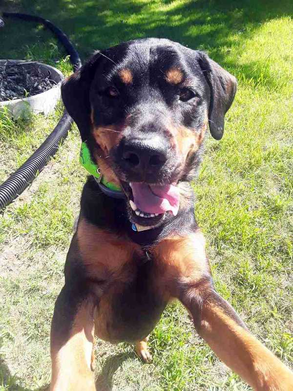 A close-up of a smiling Rottweiler with its tongue out