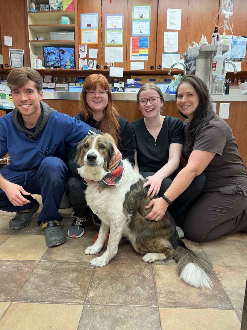 Four associates sitting around a dog